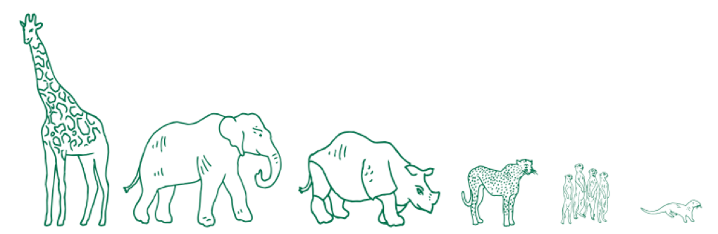 Zoo Animals